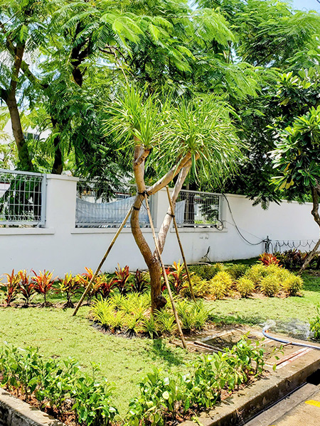 Trồng cỏ tại khu công nghiệp